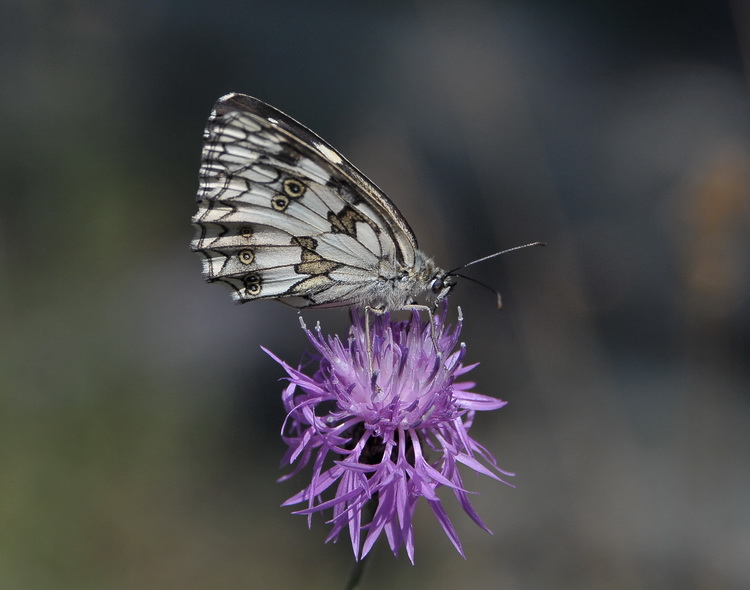 Melanargia galathea ? Si